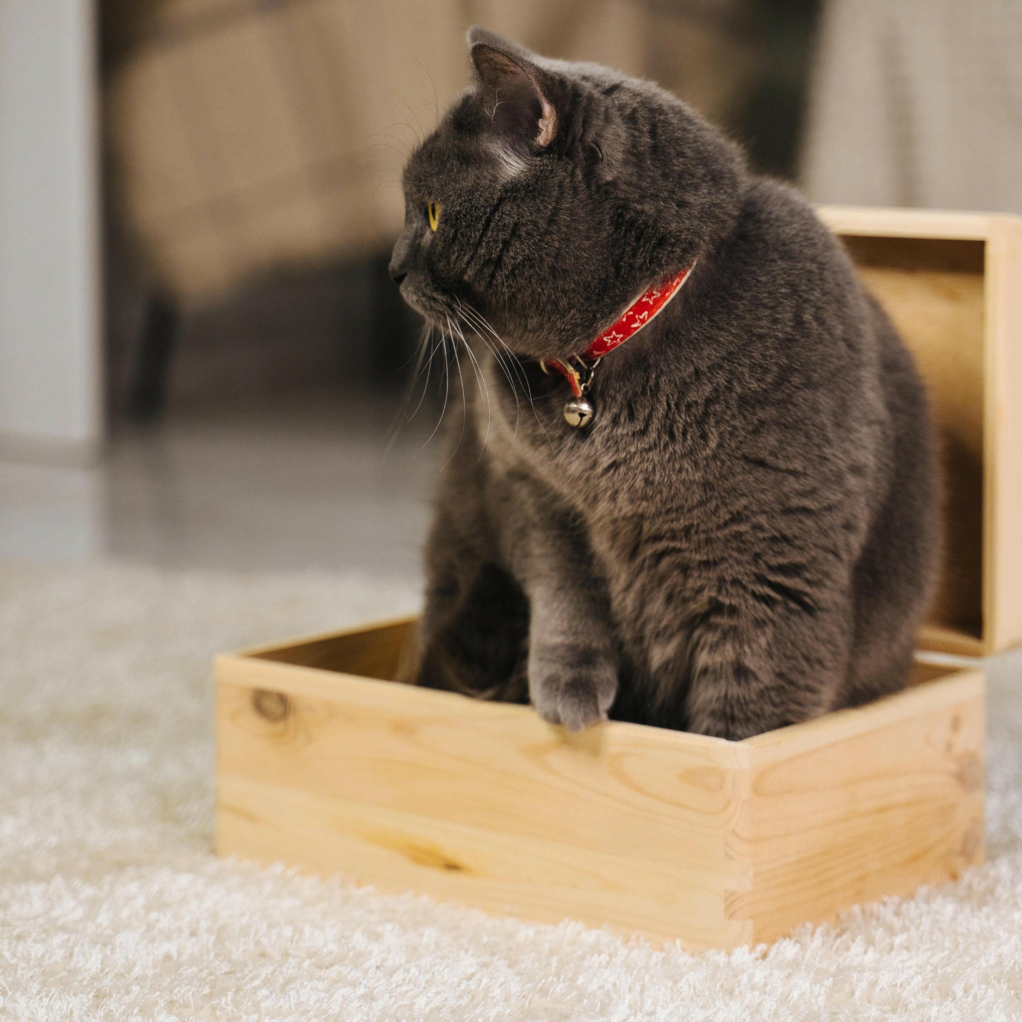 katzenspielzeug aufbewahrung Aufbewahrungskiste für Katzenzubehör (Verspielte Katze Motiv) Größe:S Kindgerechte Aufbewahrung heißt: Alles mtb gear shop