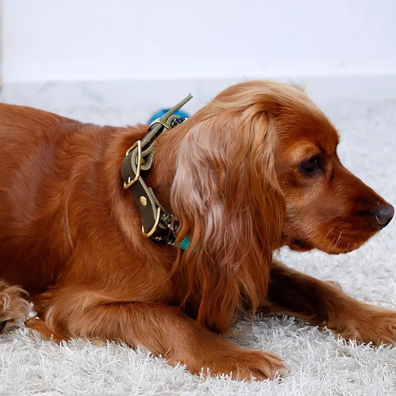 Paracord handgemachtes Hundehalsband, grün - XS, S, M, L - Image 6