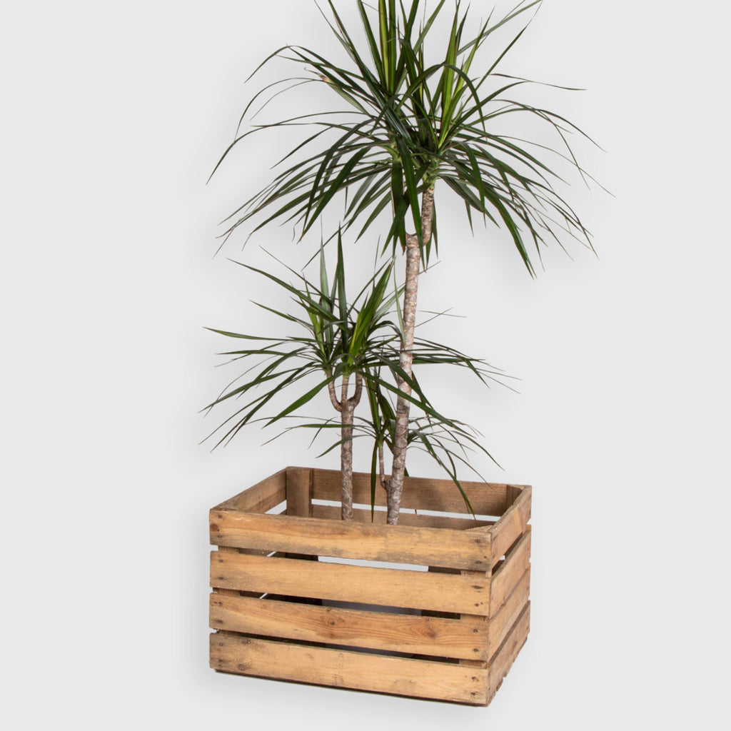Gebrauchte Weinkiste - Alte Holzkiste Natur - ca. 50 x 40 x 30 cm - Image 4